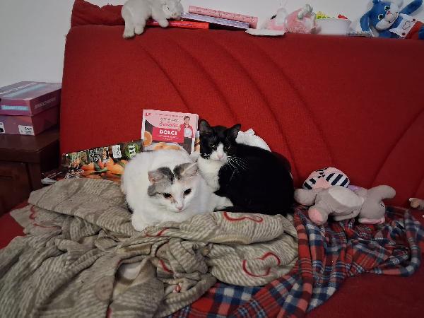 Adozione Per Stella E Duchessa, Due Gattine Inseparabili